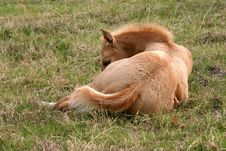 Sleeping Palomino Foal Royalty Free Stock Photos Sleeping Palomino Foal Royalty Free Stock Photos