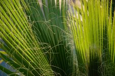 Palm Tree Leaves Royalty Free Stock Image Palm Tree Leaves Royalty Free Stock Image