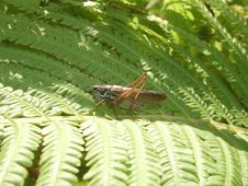 Grasshopper On The Fern Royalty Free Stock Images