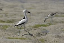Crab Plover Stock Photo Crab Plover Stock Photo