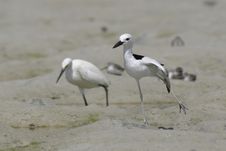 Crab Plover Royalty Free Stock Photo Crab Plover Royalty Free Stock Photo