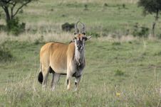 Antelope Royalty Free Stock Images