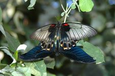 Mating Of Large Mormon (papilio Memnon) 2 Royalty Free Stock Images Mating Of Large Mormon (papilio Memnon) 2 Royalty Free Stock Images