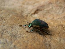 Green Bug Stock Photography Green Bug Stock Photography