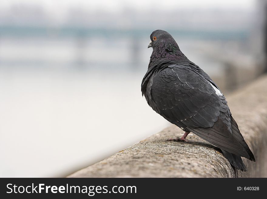 Pigeon sitting on the wall