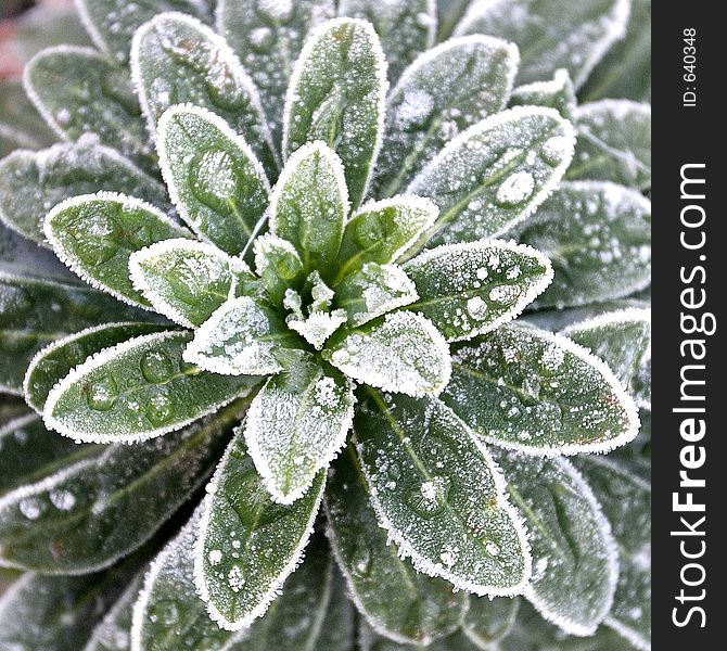 Morning frost on plant leaves. Morning frost on plant leaves