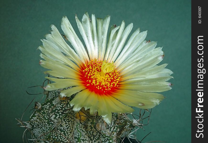 Blossoming Cactus Astrophytum Capricorne.