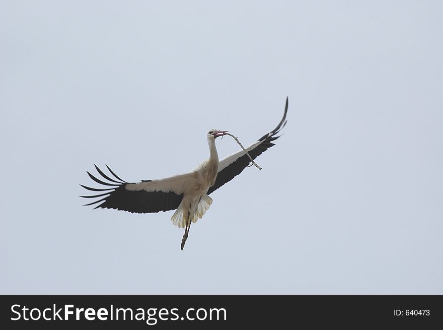 Busy stork repairing its nest or building a new one at Alcacer do Sal, southern Portugal, E.U.