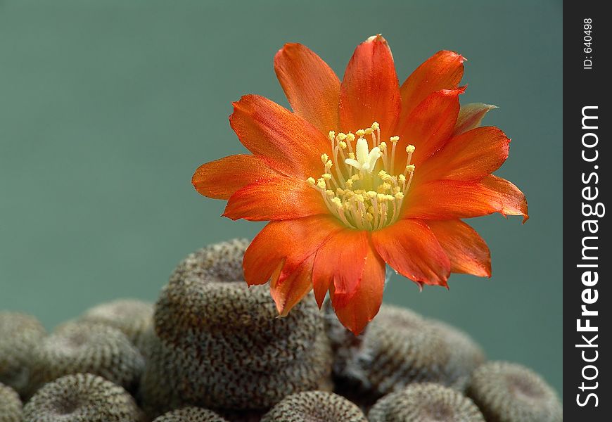 Blossoming Cactus Aylostera Heliosa.