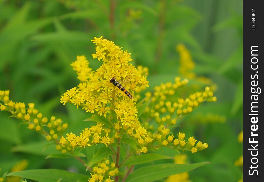 Bee and flower. Bee and flower