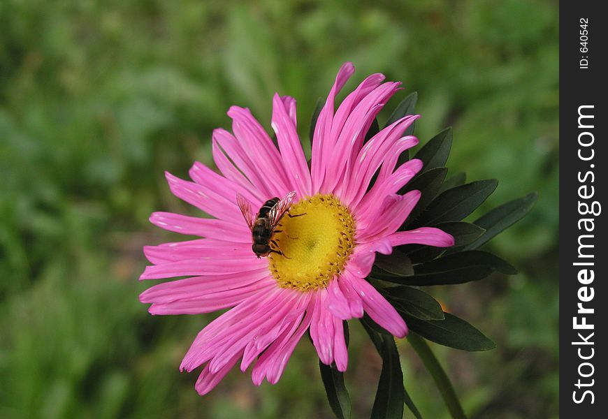 Bee and flower. Bee and flower