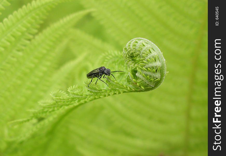 Bug On The Fern