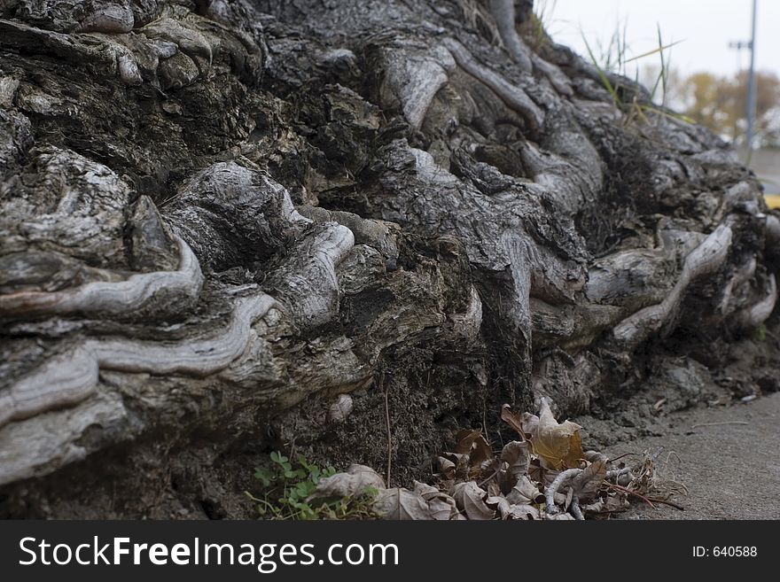 Close-up of a tree root system. Close-up of a tree root system