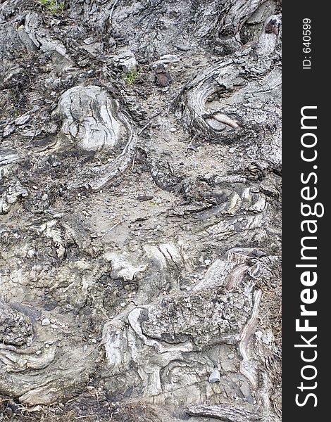 Close-up of tree bark texture