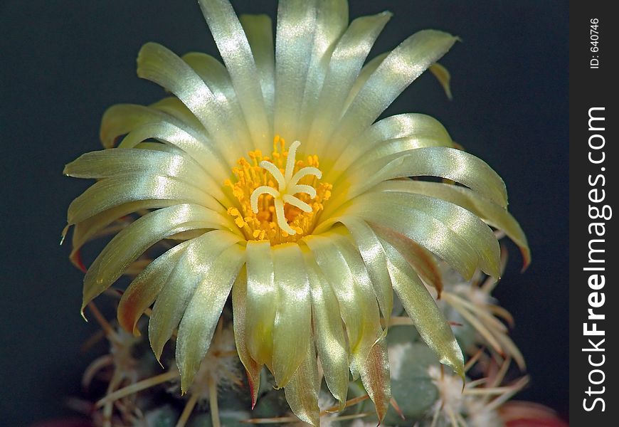 Blossoming Cactus Coryphantha Andreae.