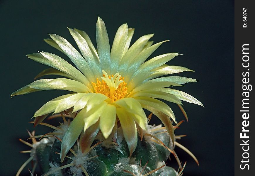 Blossoming Cactus Coryphantha Andreae.