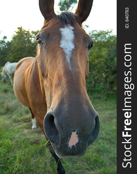 Horse is looking into the camera