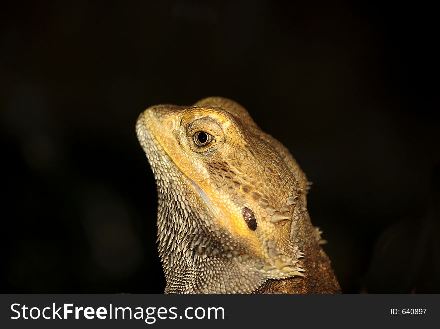 Alien Lizard. Very shallow depth of field.