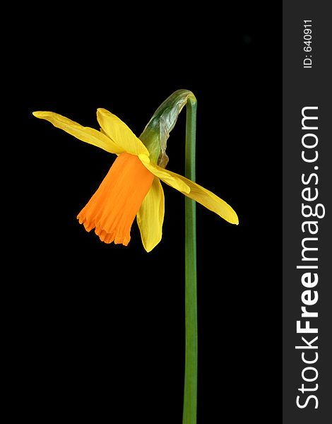 Narcissus flower fully opened against a black background. Narcissus flower fully opened against a black background.