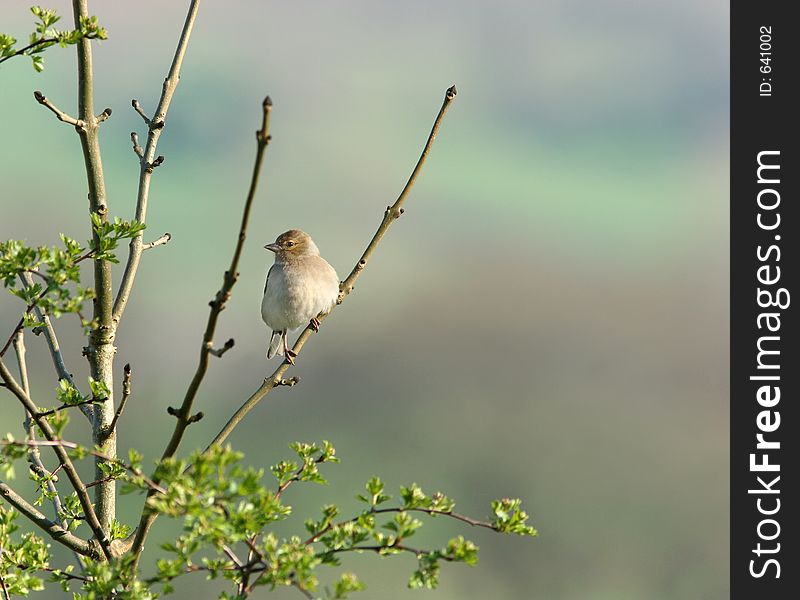 Female chaffinch sitting on the branch of a hawthorn tree in spring. Female chaffinch sitting on the branch of a hawthorn tree in spring.