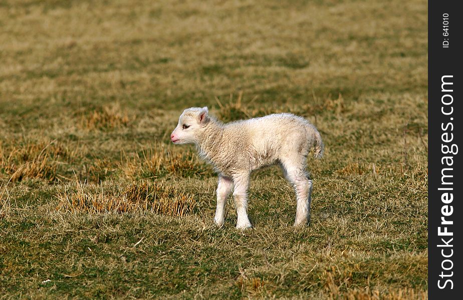 New born lamb standing alone in a field in spring.