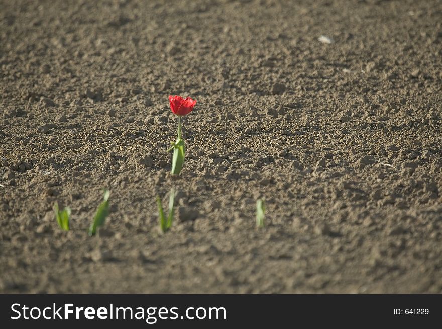 Isolated red flower on the field