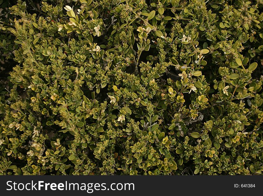 Green hedges