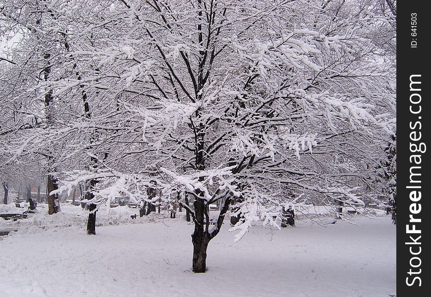 Winter park covered in snow