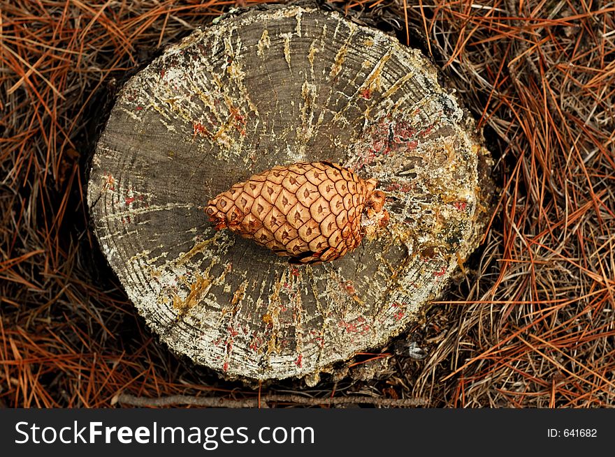 Pine cone on the chopped tree