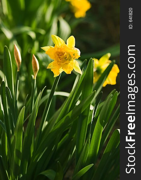 Daffoil garden in spring time