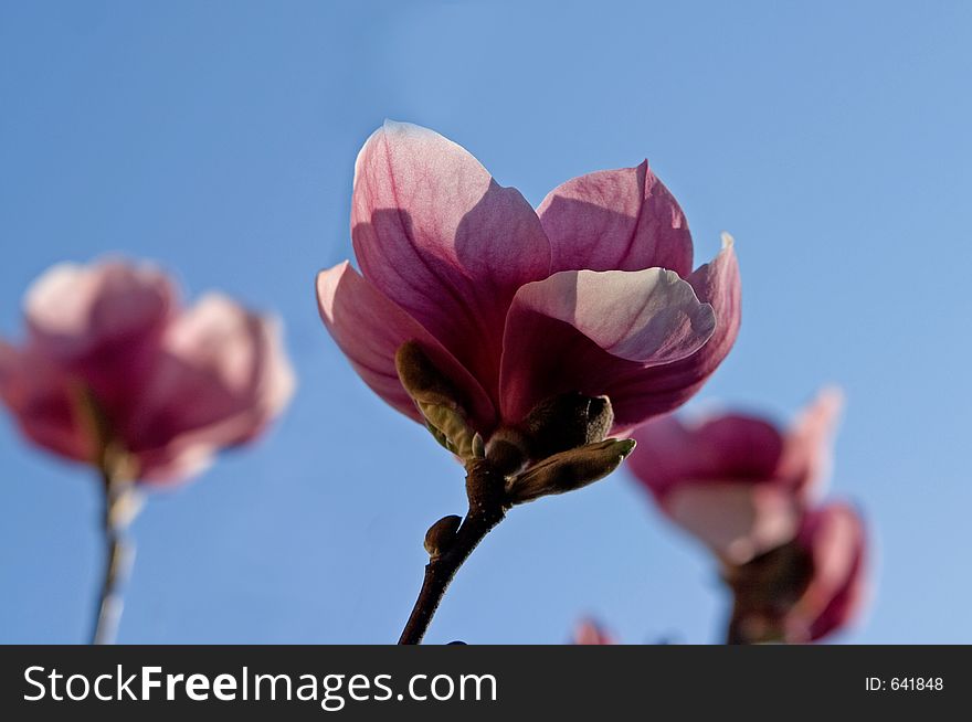 Pink Magnolia Close-up