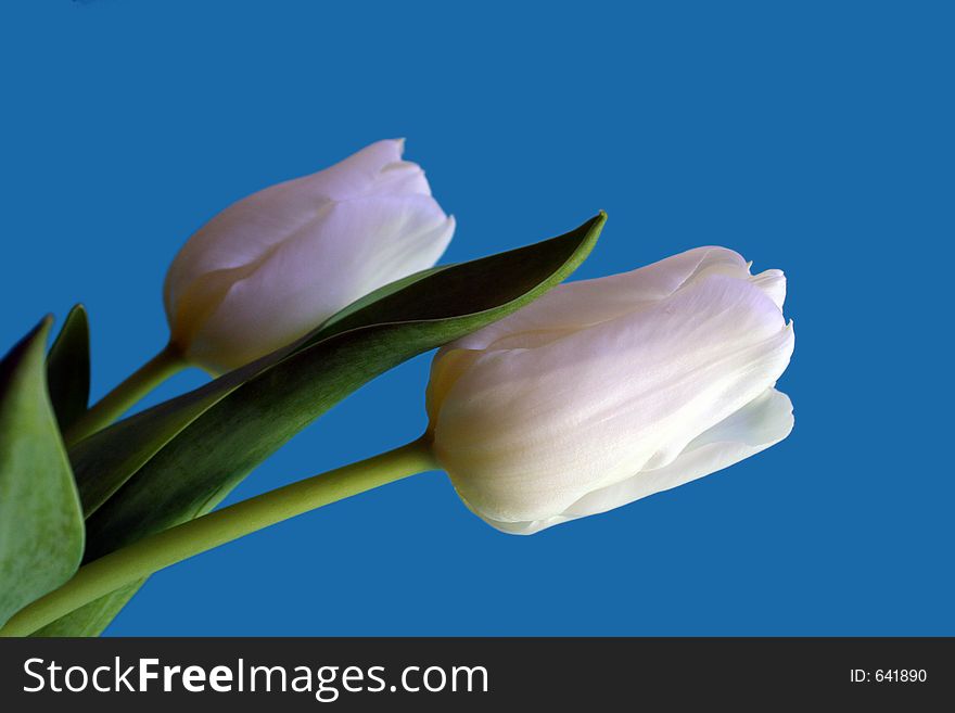 Two white tulips against blue background. Two white tulips against blue background