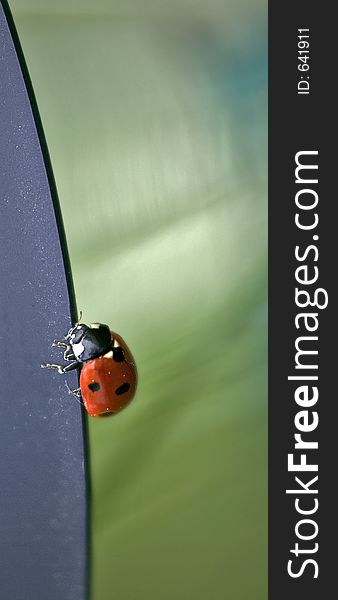 Ladybird on the cutting edge