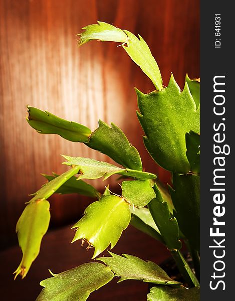 Christmas cactus