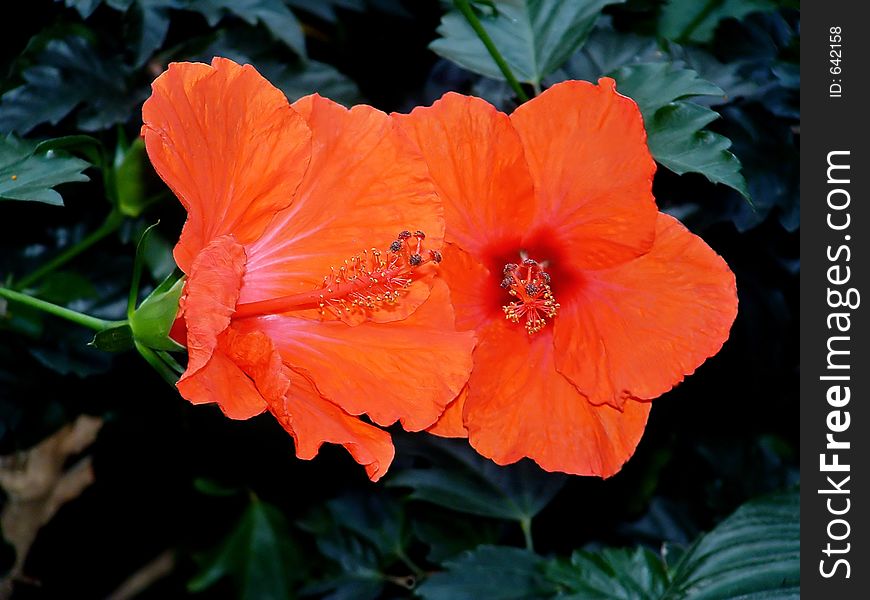 Bright Orange Hibiscus