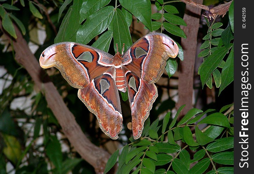 A large brown patterened butterfly. A large brown patterened butterfly