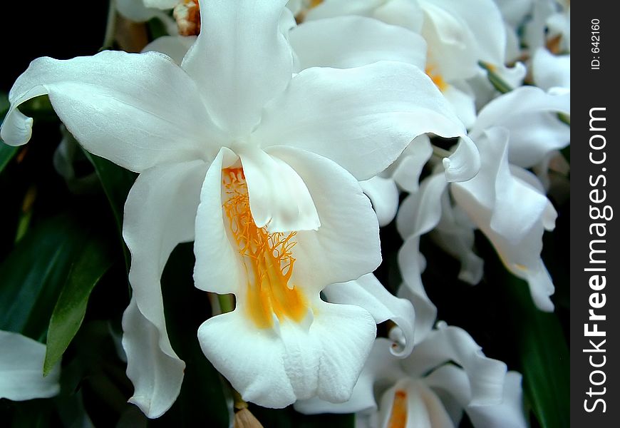 White Tropical Flower