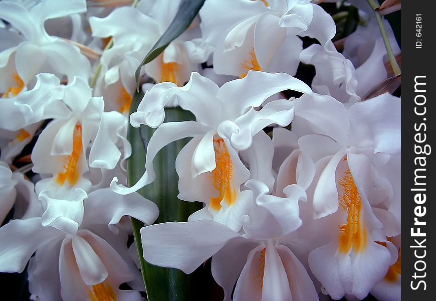 White Cascading Flowers