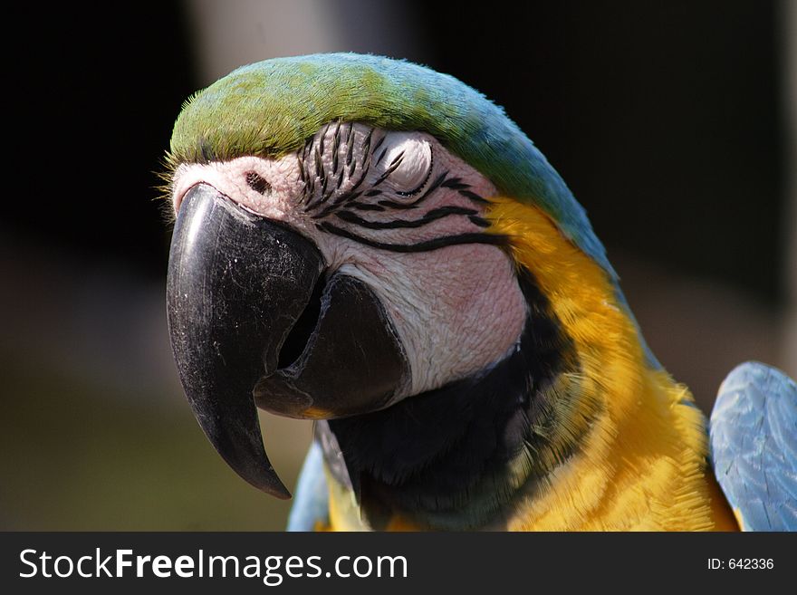 Macaw, Florida