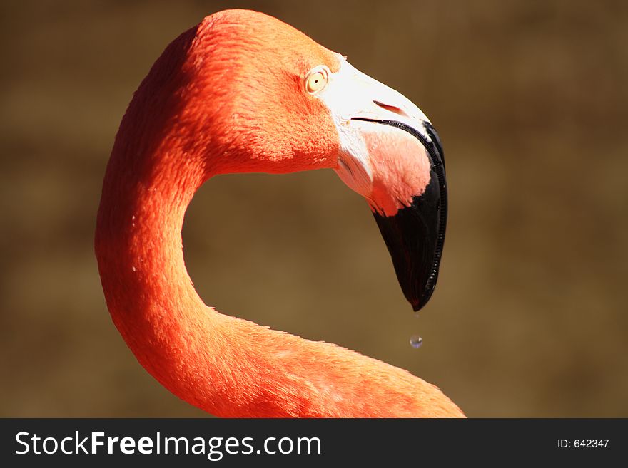 Pink Flamingo, Flrida. Pink Flamingo, Flrida