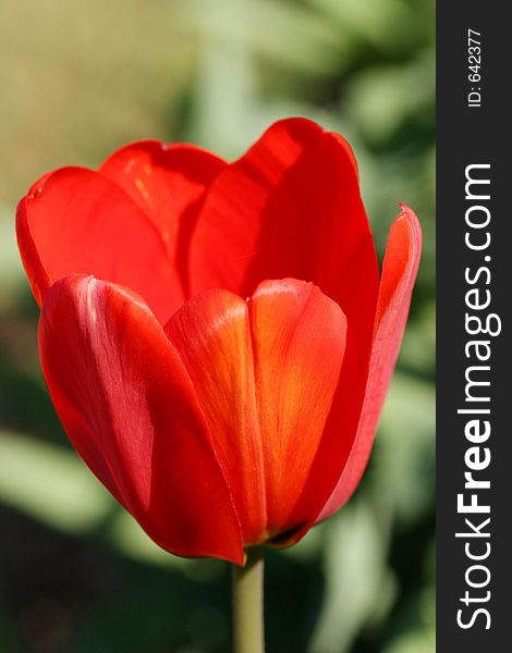Close-up of a red tulip blossom