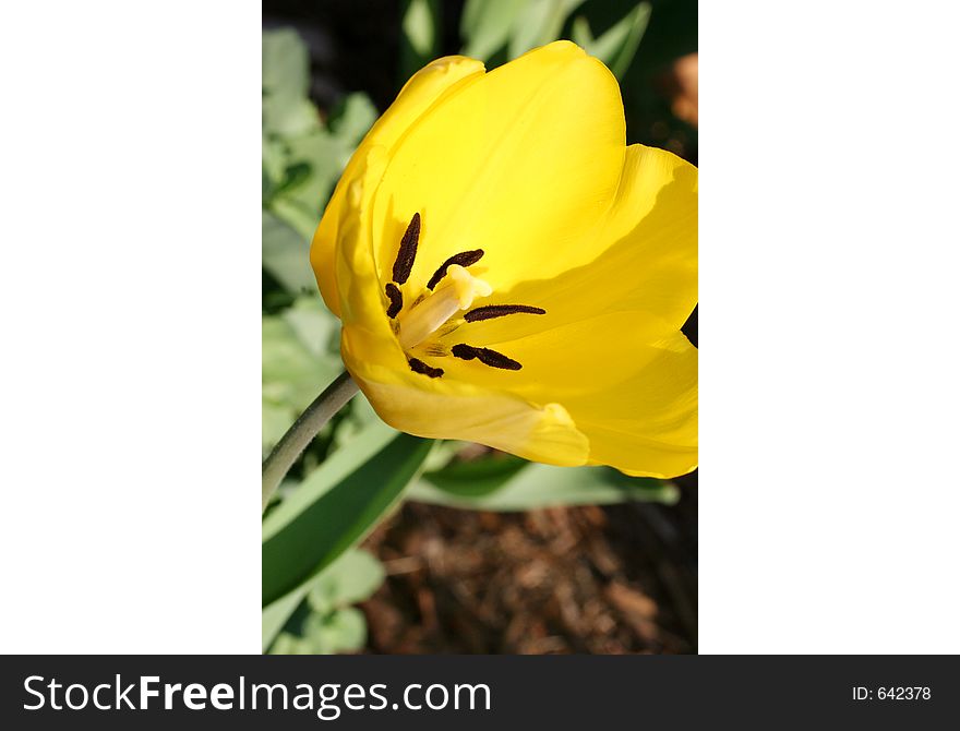 Close-up of a yellow tulip blossom