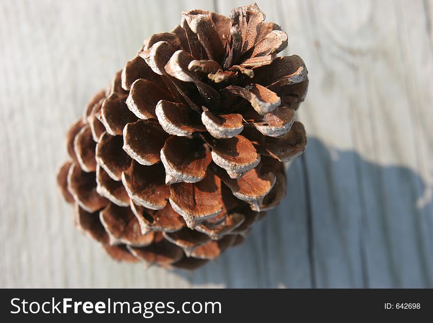 Pine Cone on wooden background.