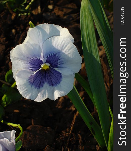 A beautiful light blue pansy getting a break from all the sunlight