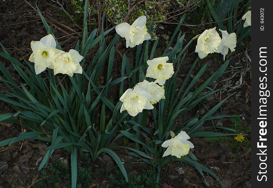 A small grouping of white daffodils