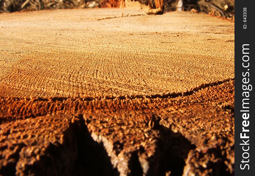 Top of a tree stump