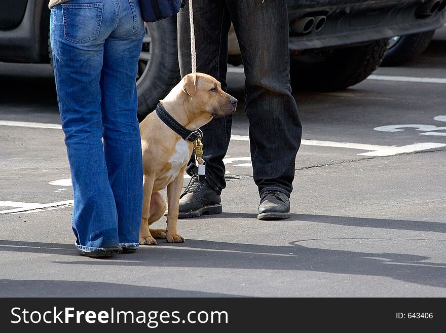 The Man, The Girl And The Dog