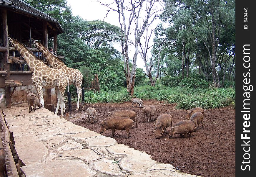 Giraffes and warthogs,africa