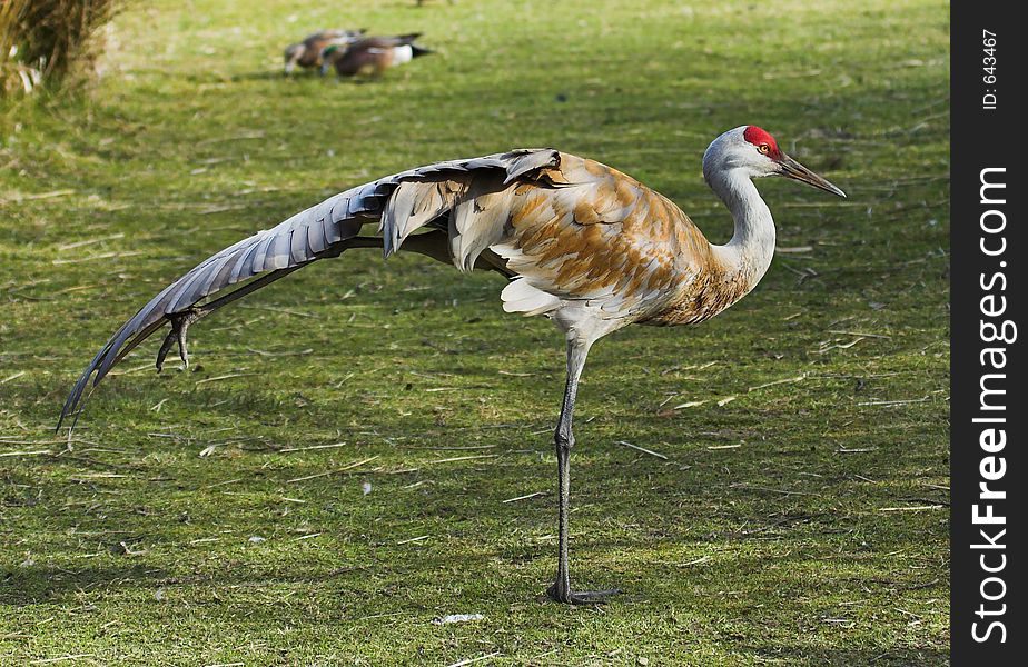 Side shot of a sandhill crane with one of its wings open