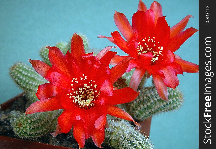 Blossoming cactus Chamaecereus.
